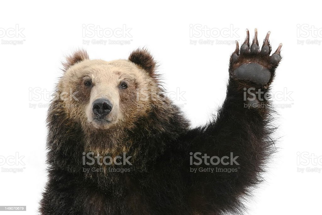 Bear raising its paw into the air.
