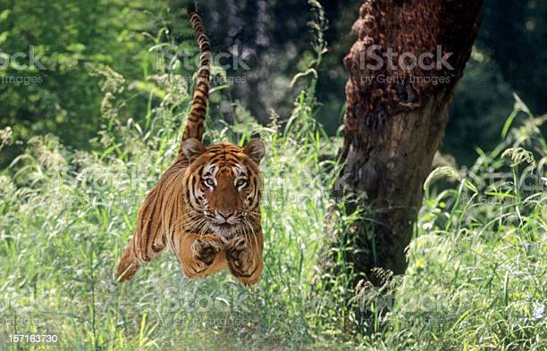 Saut de tigre
